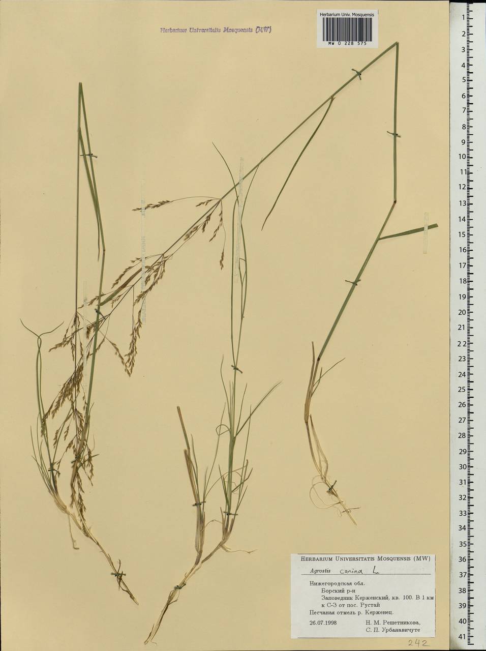 Agrostis canina L., Eastern Europe, Volga-Kama region (E7) (Russia)