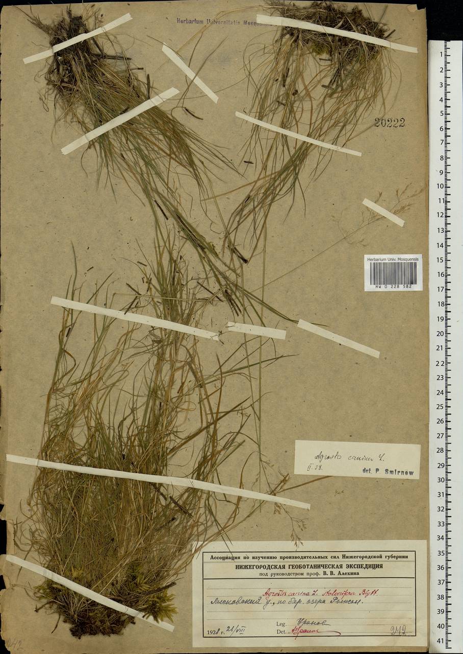 Agrostis canina L., Eastern Europe, Volga-Kama region (E7) (Russia)