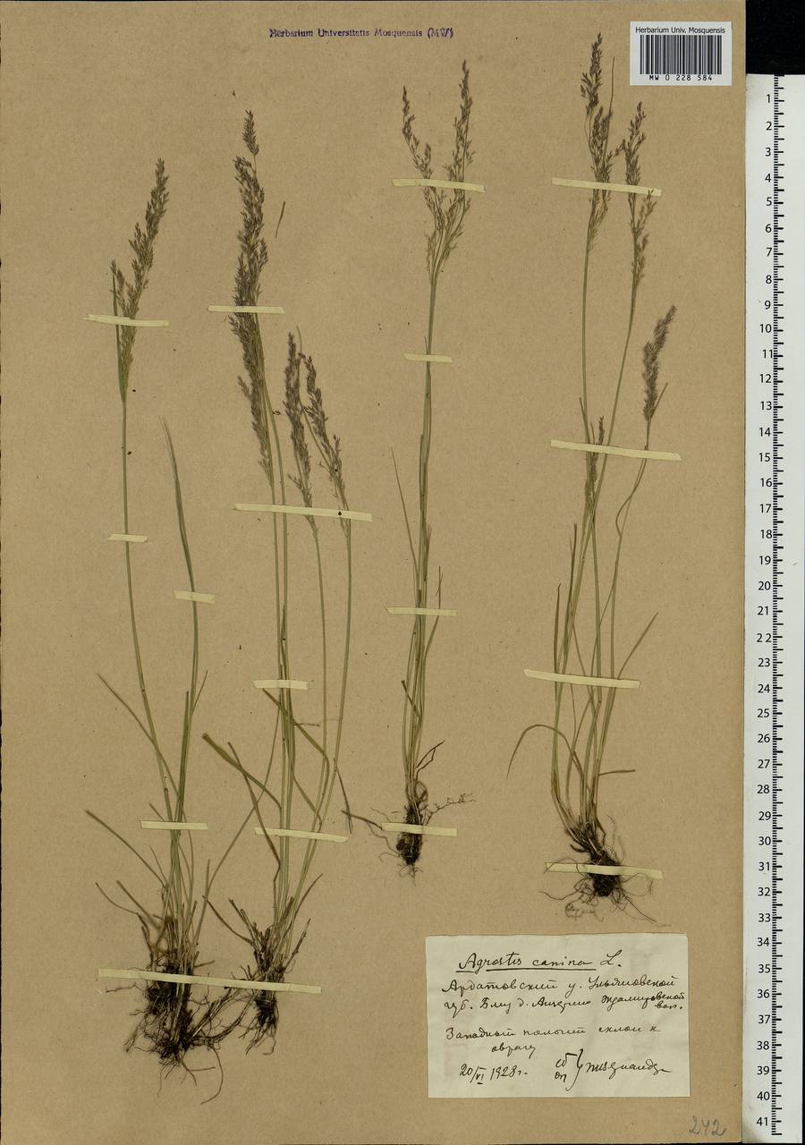 Agrostis canina L., Eastern Europe, Middle Volga region (E8) (Russia)