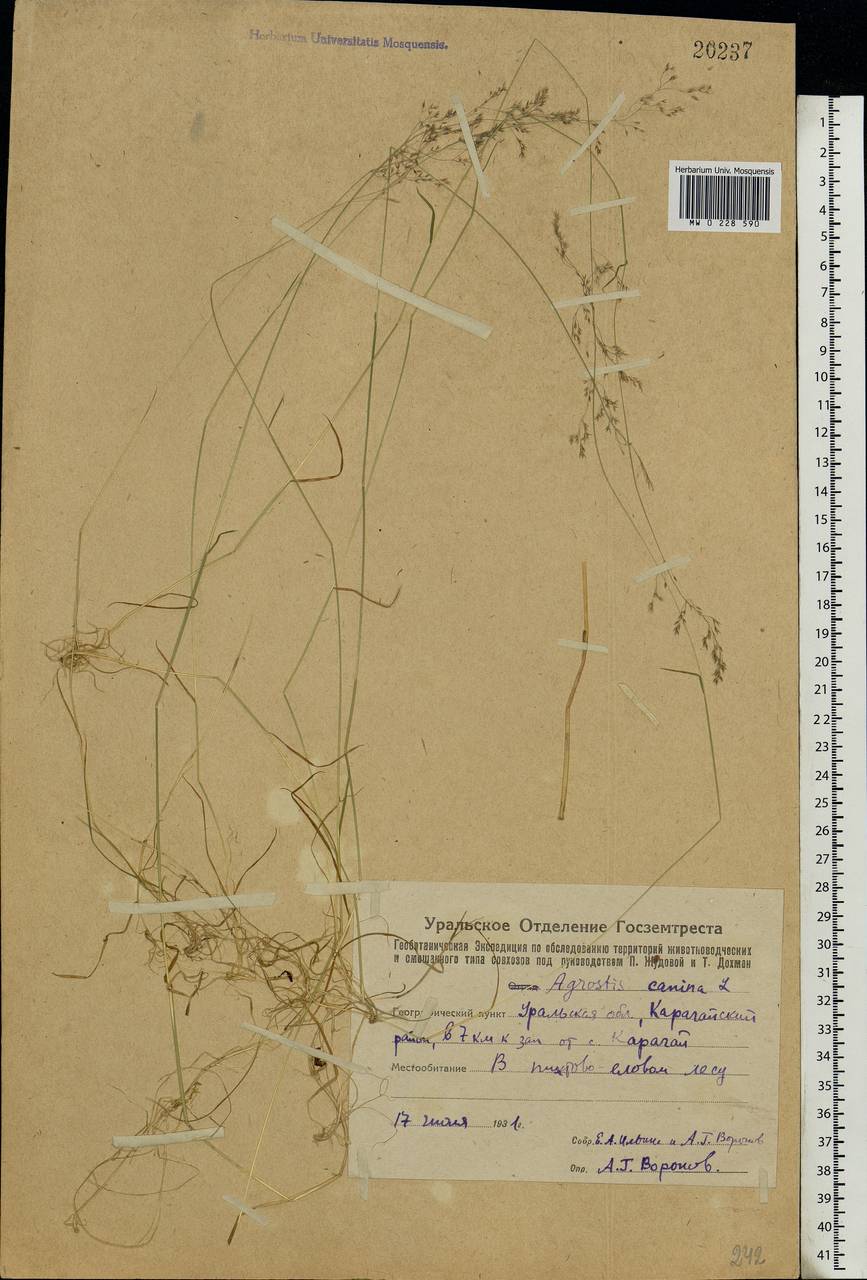 Agrostis canina L., Eastern Europe, Eastern region (E10) (Russia)