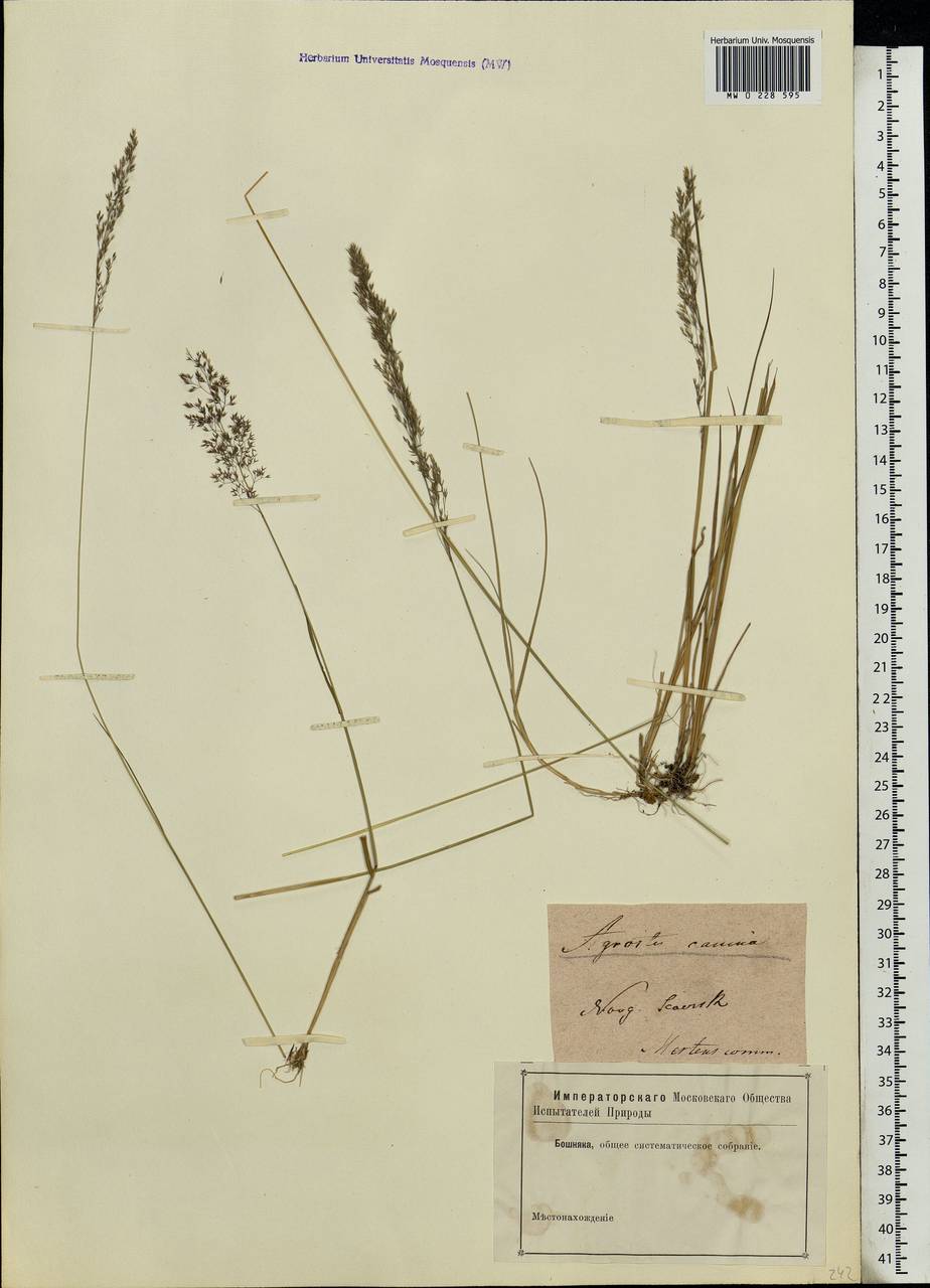 Agrostis canina L., Eastern Europe, North Ukrainian region (E11) (Ukraine)