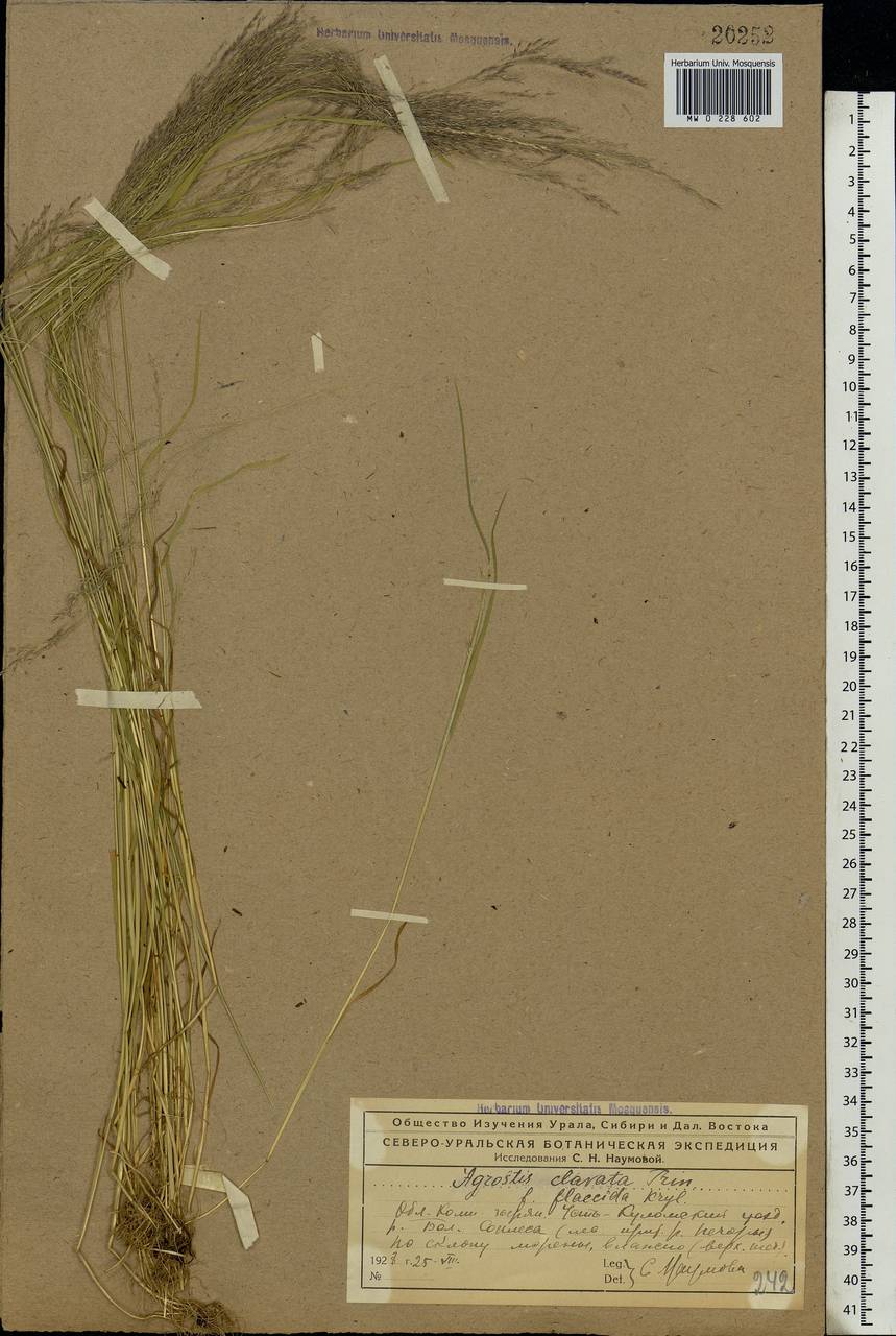 Agrostis clavata Trin., Eastern Europe, Northern region (E1) (Russia)