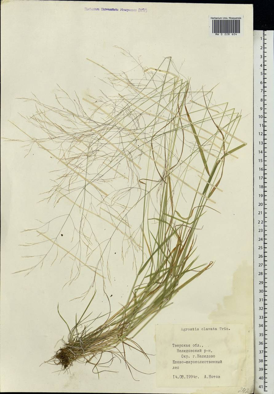 Agrostis clavata Trin., Eastern Europe, North-Western region (E2) (Russia)