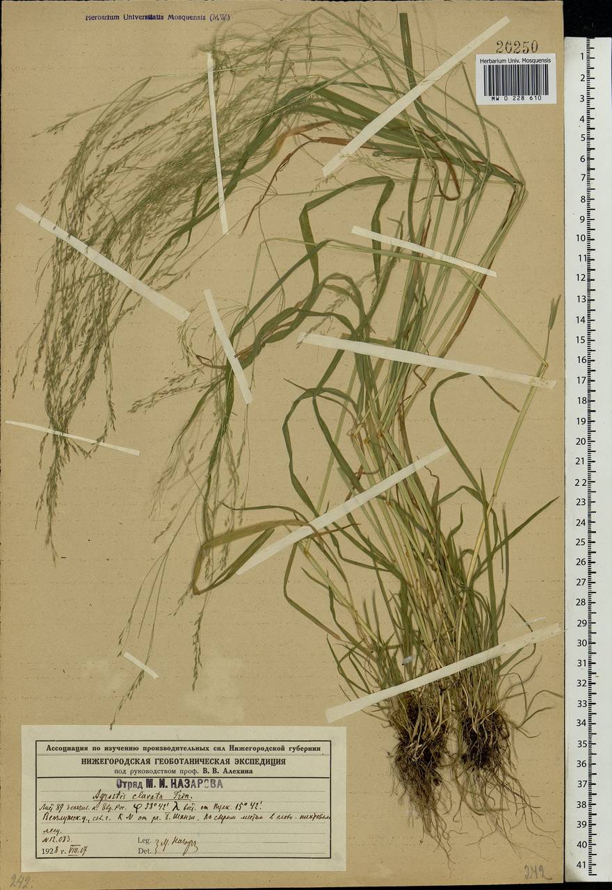 Agrostis clavata Trin., Eastern Europe, Central forest region (E5) (Russia)