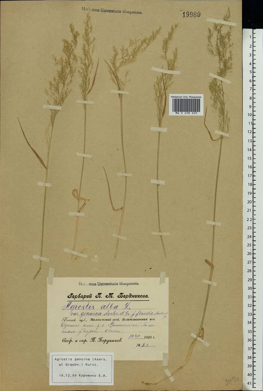 Agrostis gigantea Roth, Eastern Europe, Volga-Kama region (E7) (Russia)