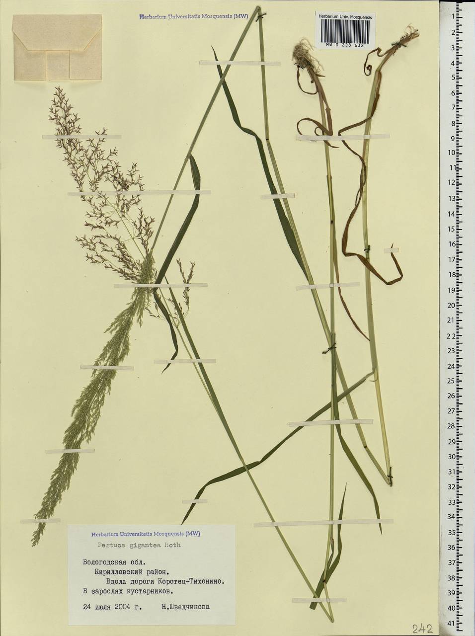 Agrostis gigantea Roth, Eastern Europe, Northern region (E1) (Russia)