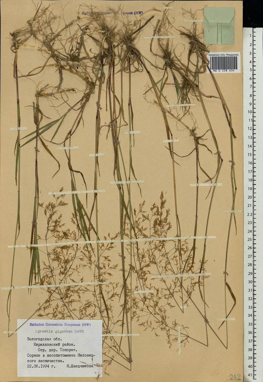 Agrostis gigantea Roth, Eastern Europe, Northern region (E1) (Russia)