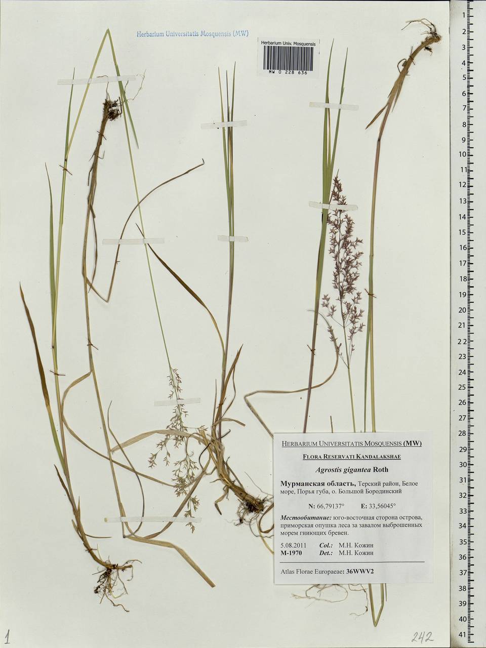 Agrostis gigantea Roth, Eastern Europe, Northern region (E1) (Russia)