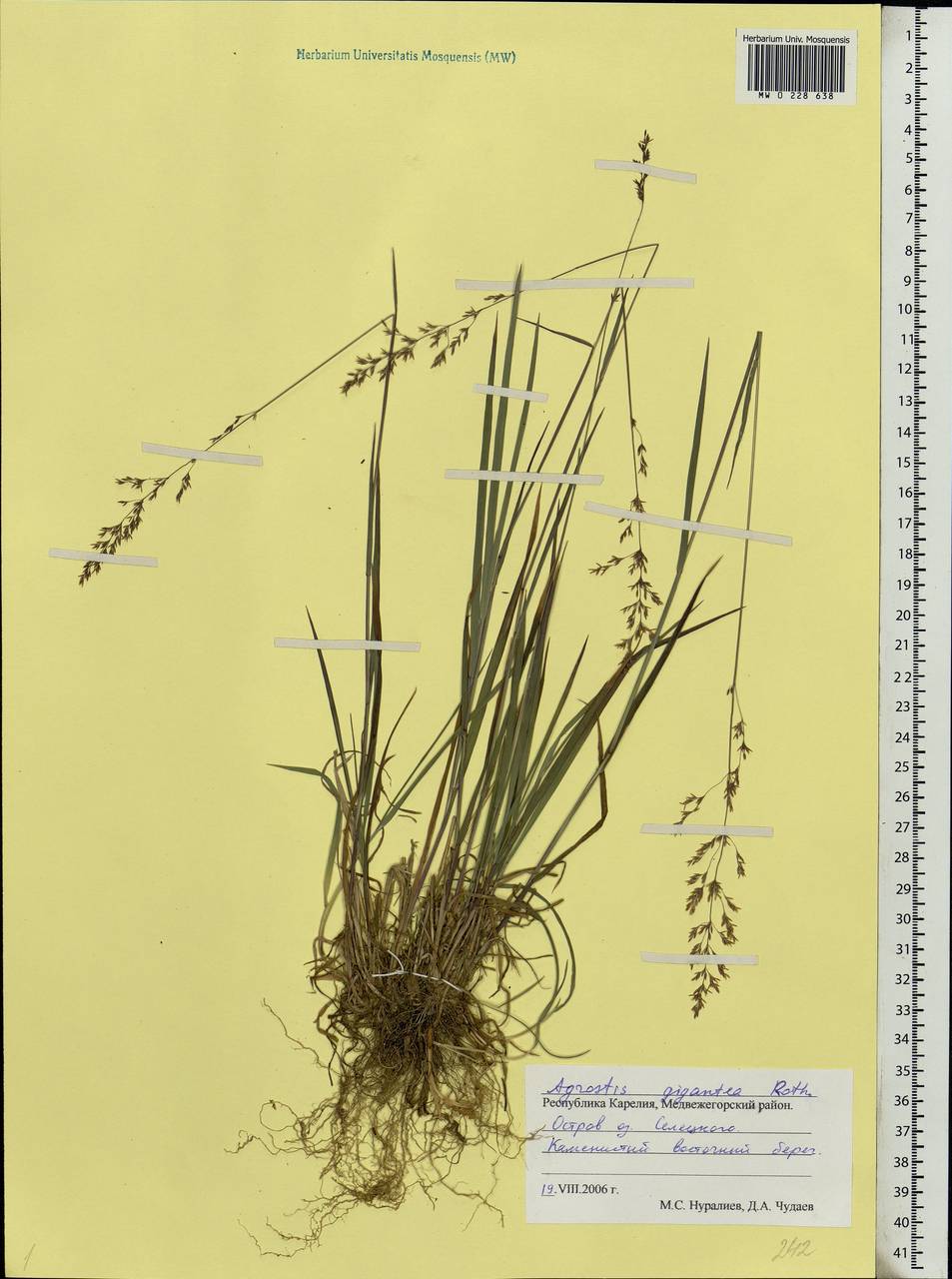 Agrostis gigantea Roth, Eastern Europe, Northern region (E1) (Russia)