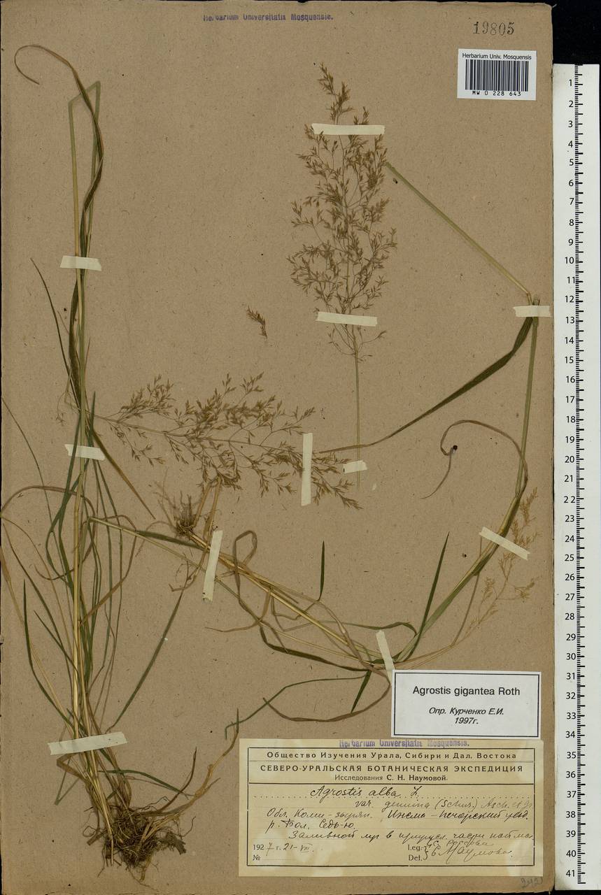 Agrostis gigantea Roth, Eastern Europe, Northern region (E1) (Russia)