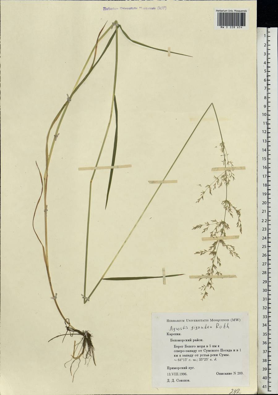 Agrostis gigantea Roth, Eastern Europe, Northern region (E1) (Russia)