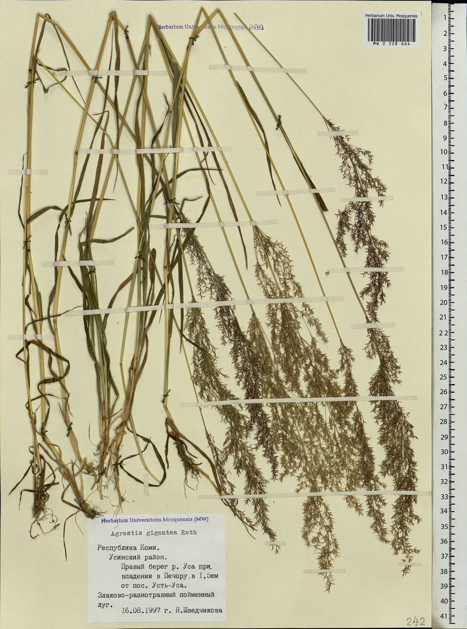 Agrostis gigantea Roth, Eastern Europe, Northern region (E1) (Russia)