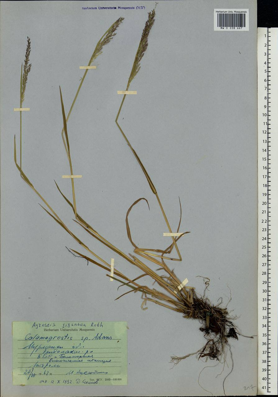 Agrostis gigantea Roth, Eastern Europe, Northern region (E1) (Russia)