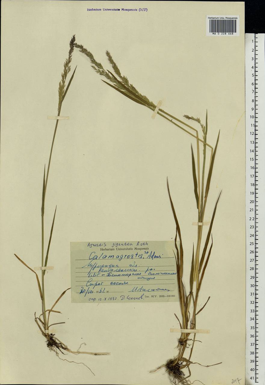 Agrostis gigantea Roth, Eastern Europe, Northern region (E1) (Russia)