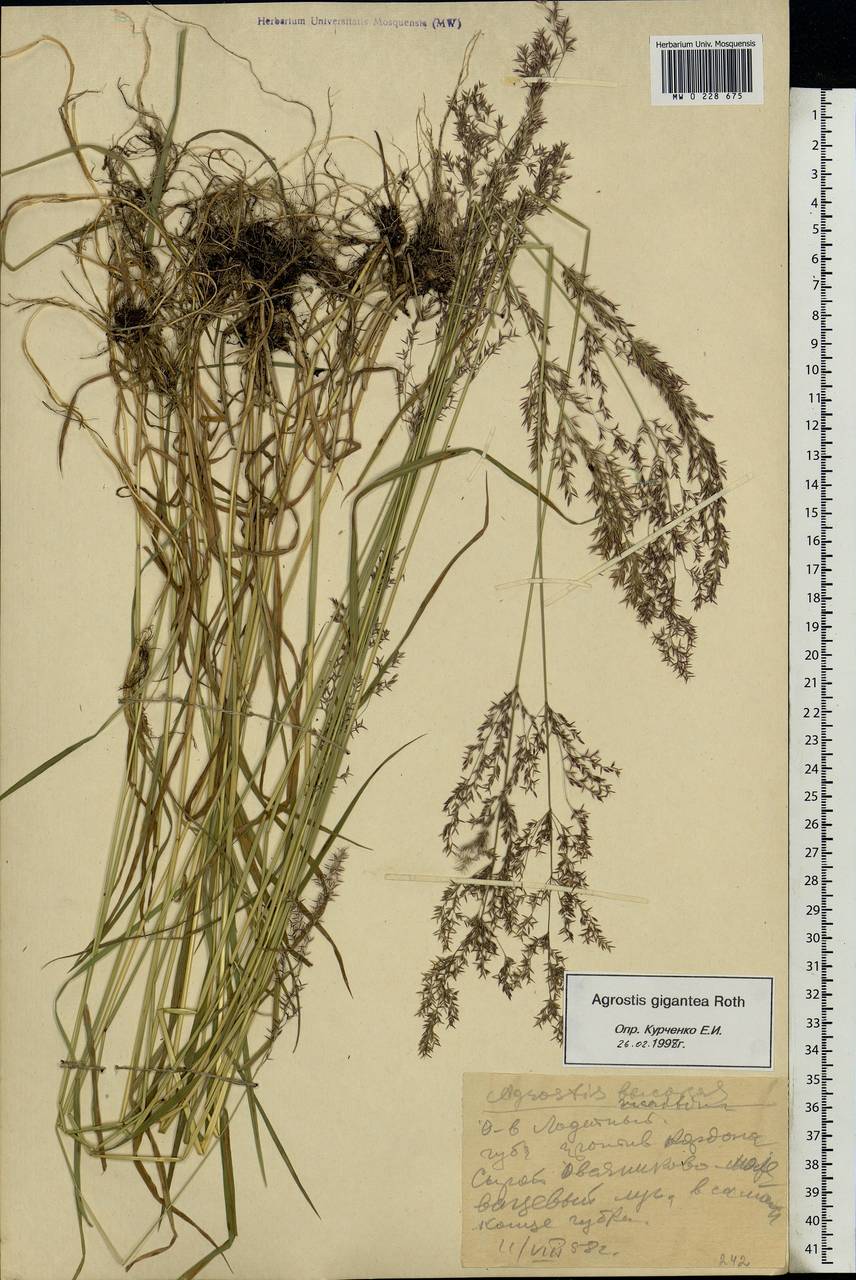 Agrostis gigantea Roth, Eastern Europe, Northern region (E1) (Russia)