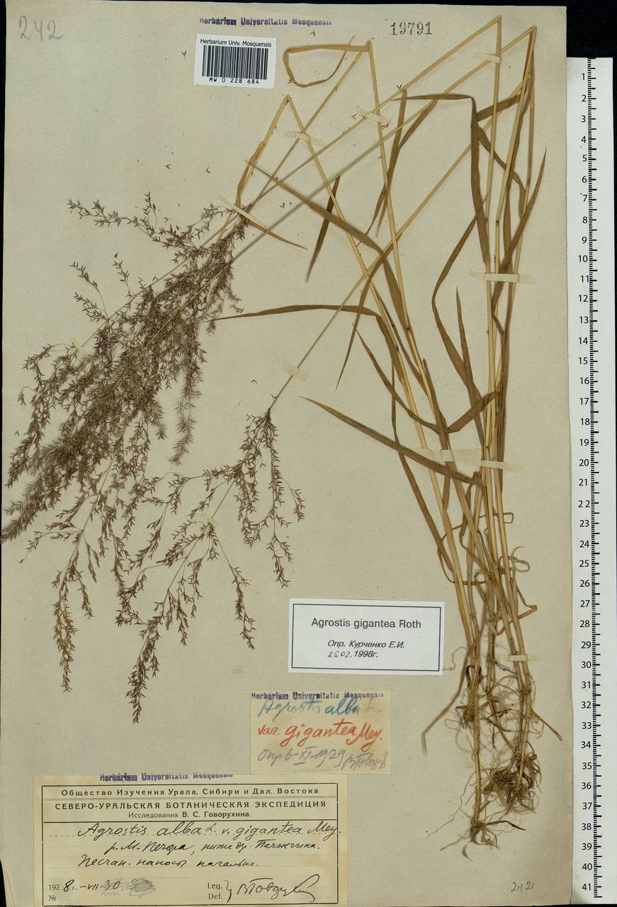 Agrostis gigantea Roth, Eastern Europe, Northern region (E1) (Russia)