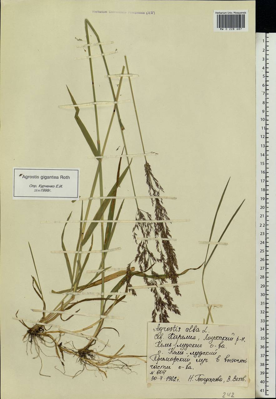 Agrostis gigantea Roth, Eastern Europe, Northern region (E1) (Russia)