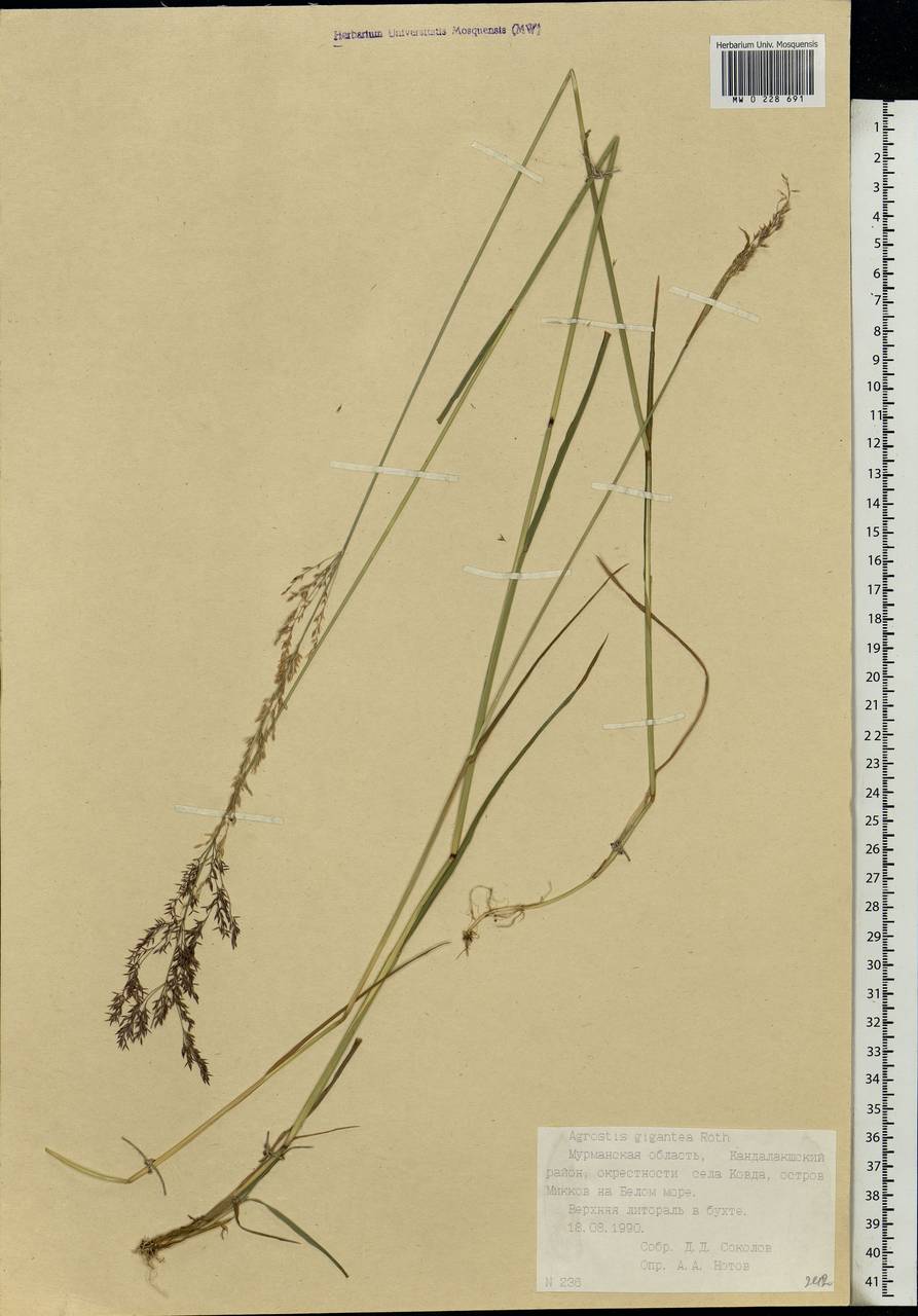 Agrostis gigantea Roth, Eastern Europe, Northern region (E1) (Russia)