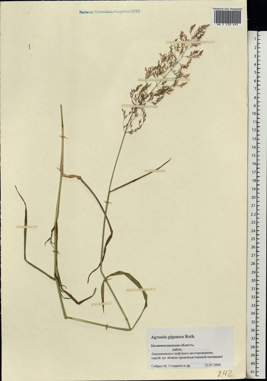 Agrostis gigantea Roth, Eastern Europe, North-Western region (E2) (Russia)
