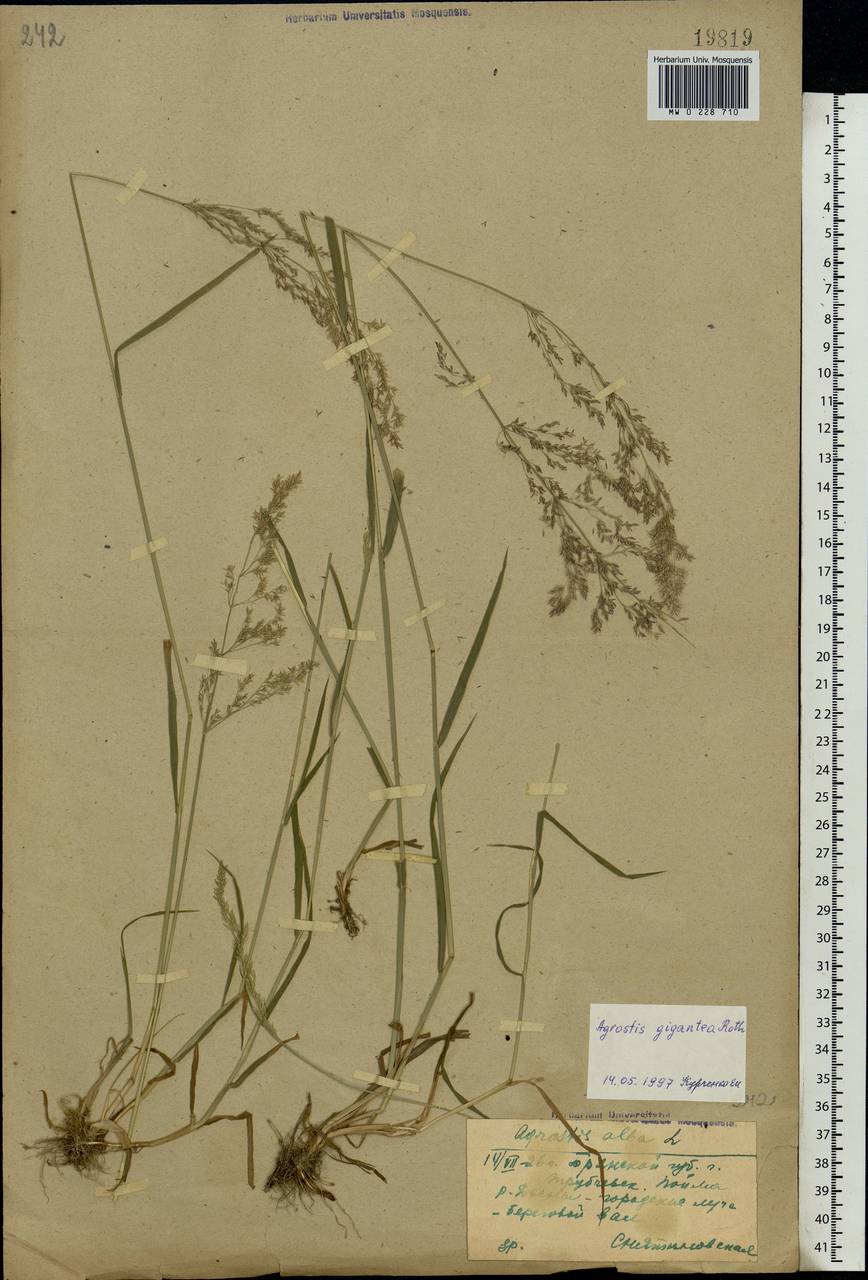 Agrostis gigantea Roth, Eastern Europe, Western region (E3) (Russia)