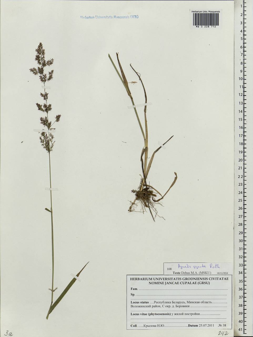 Agrostis gigantea Roth, Eastern Europe, Belarus (E3a) (Belarus)