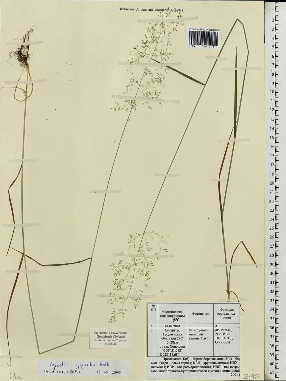 Agrostis gigantea Roth, Eastern Europe, Belarus (E3a) (Belarus)