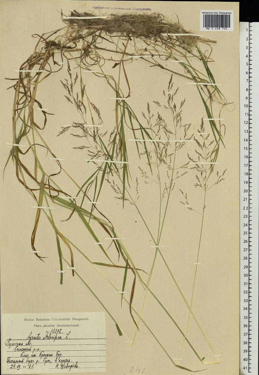 Agrostis gigantea Roth, Eastern Europe, Central region (E4) (Russia)