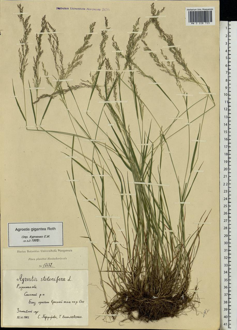 Agrostis gigantea Roth, Eastern Europe, Central region (E4) (Russia)