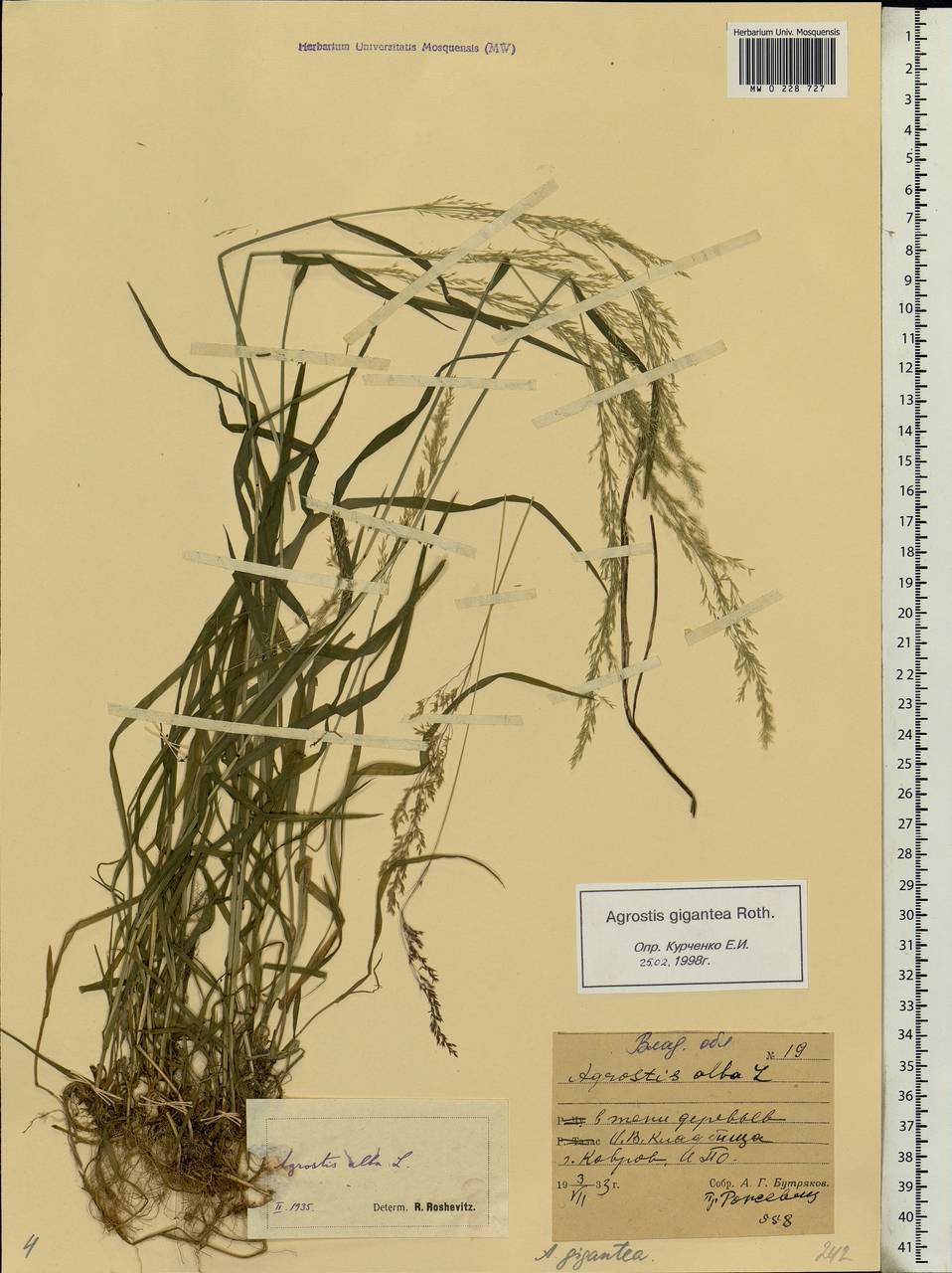 Agrostis gigantea Roth, Eastern Europe, Central region (E4) (Russia)