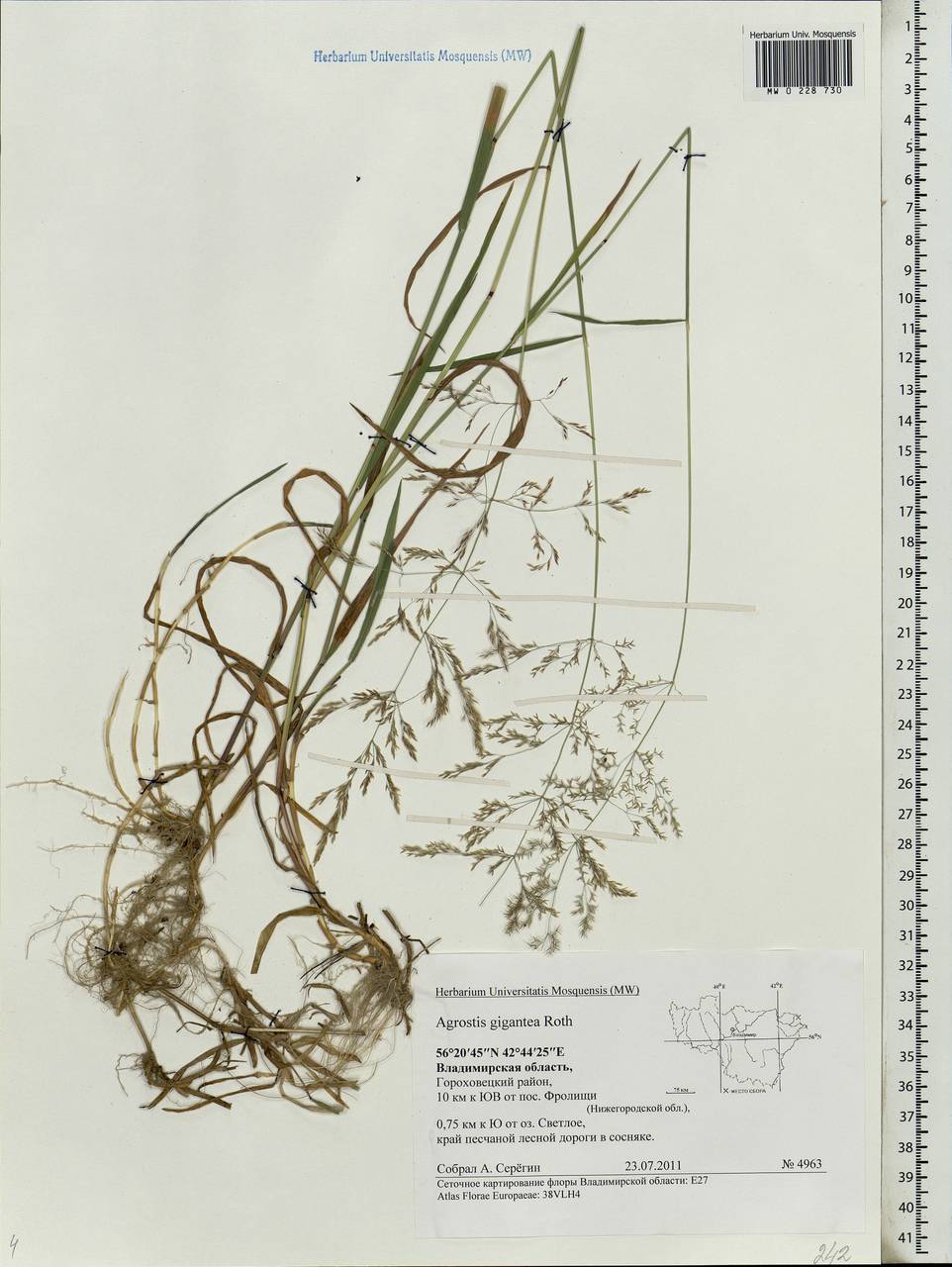 Agrostis gigantea Roth, Eastern Europe, Central region (E4) (Russia)