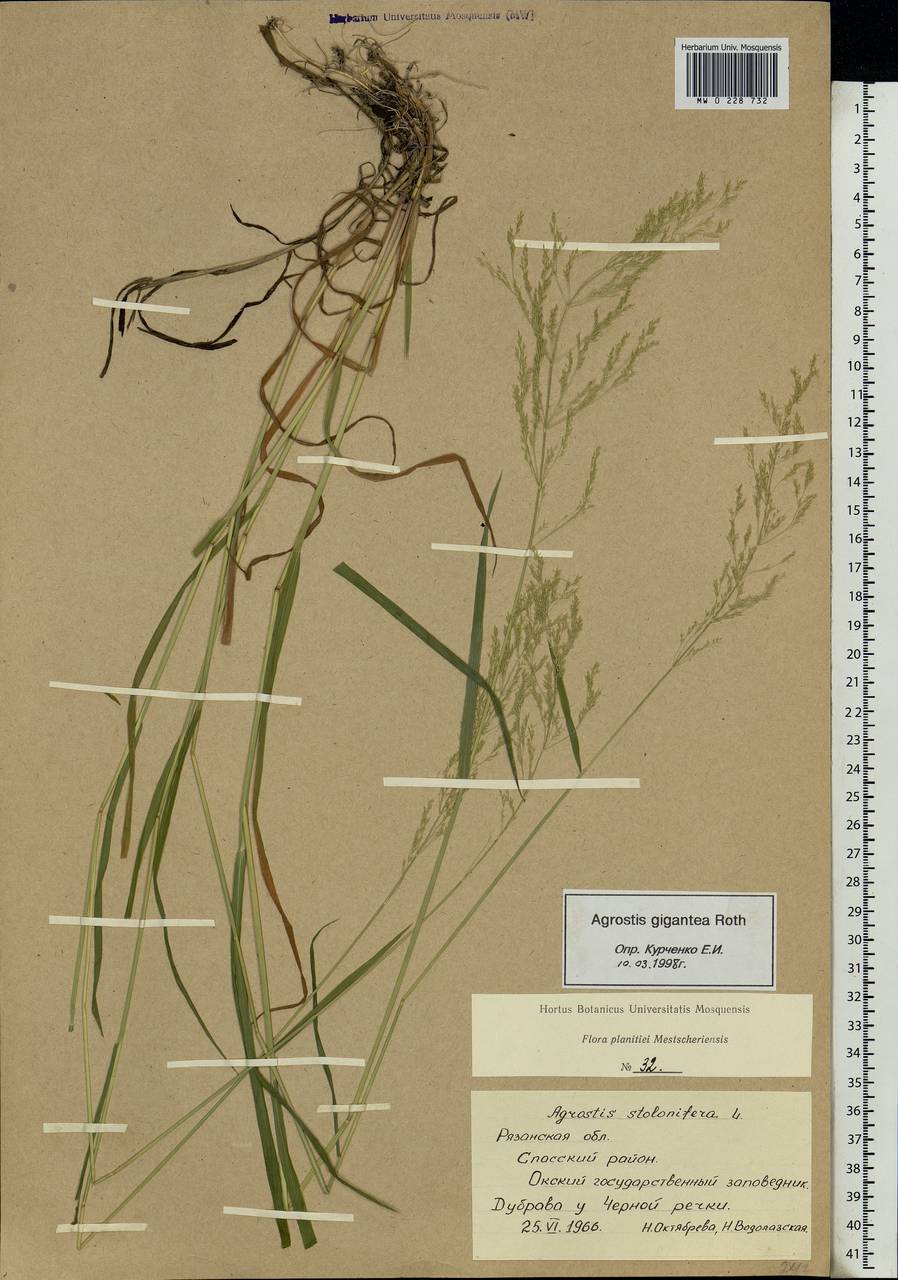 Agrostis gigantea Roth, Eastern Europe, Central region (E4) (Russia)