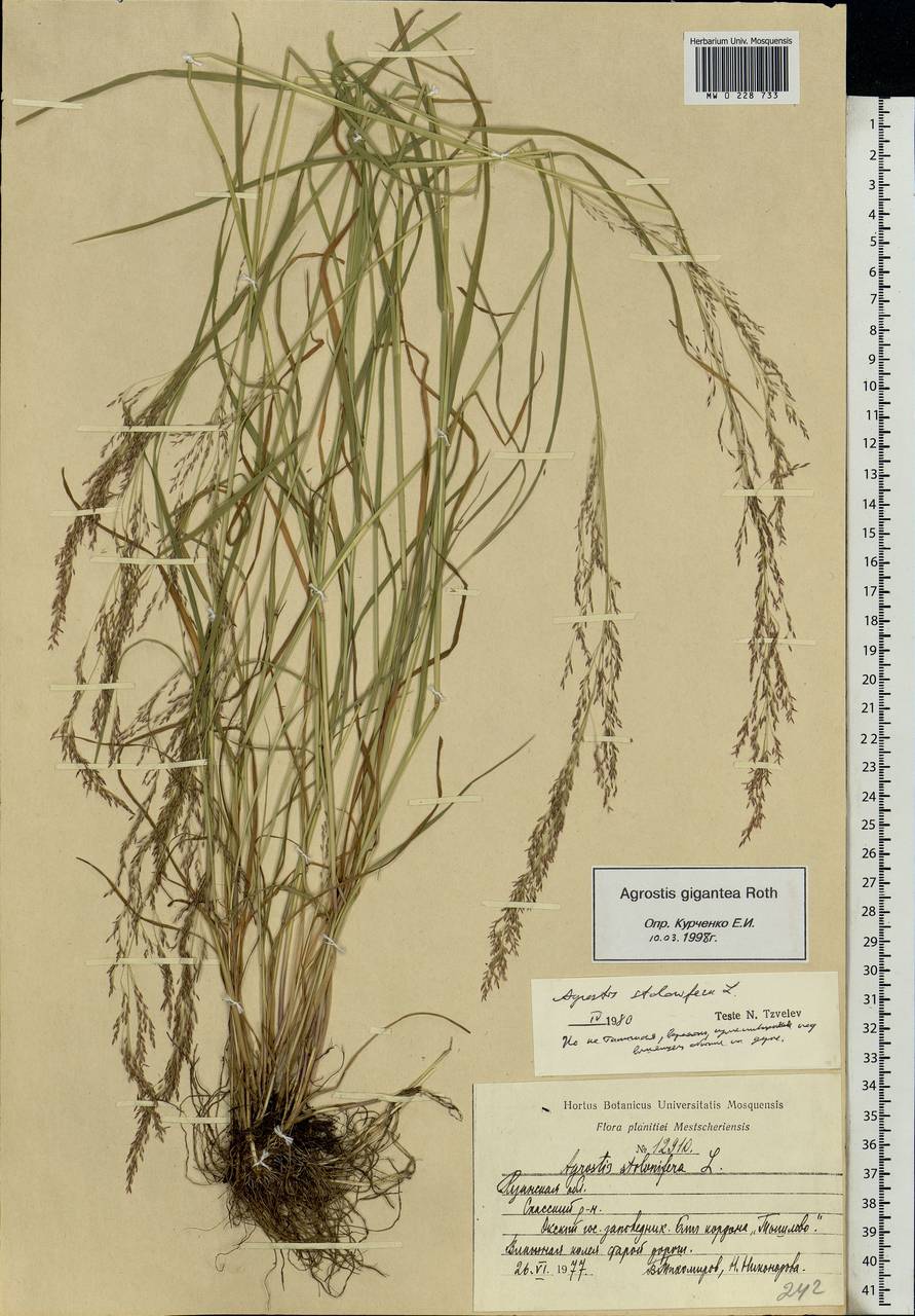 Agrostis gigantea Roth, Eastern Europe, Central region (E4) (Russia)