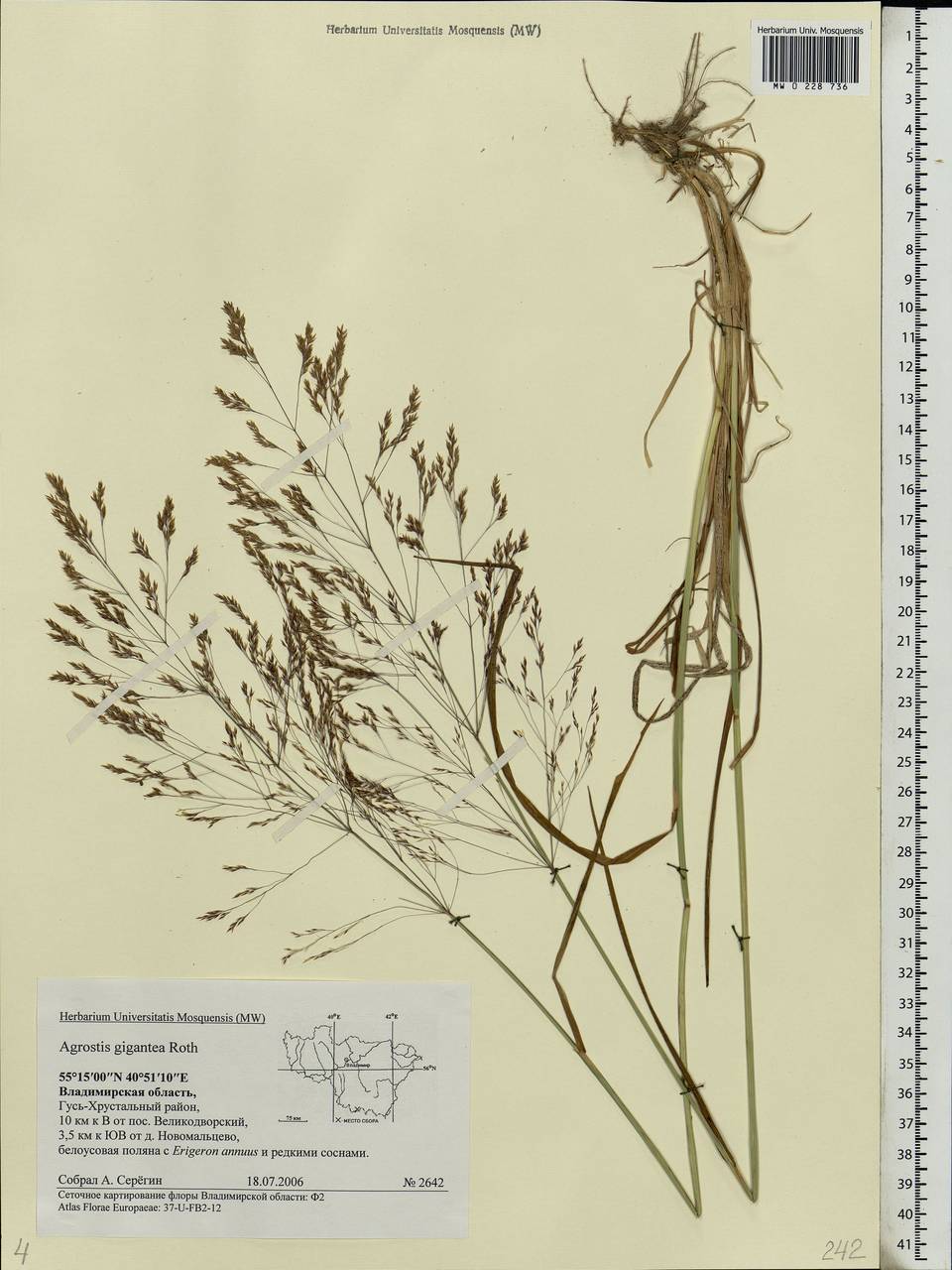 Agrostis gigantea Roth, Eastern Europe, Central region (E4) (Russia)