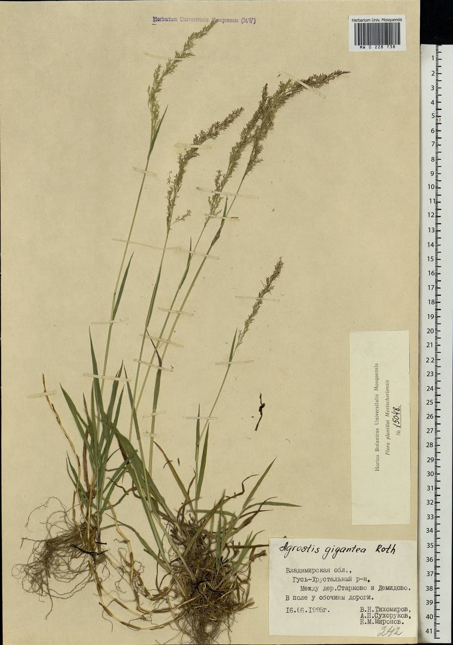 Agrostis gigantea Roth, Eastern Europe, Central region (E4) (Russia)