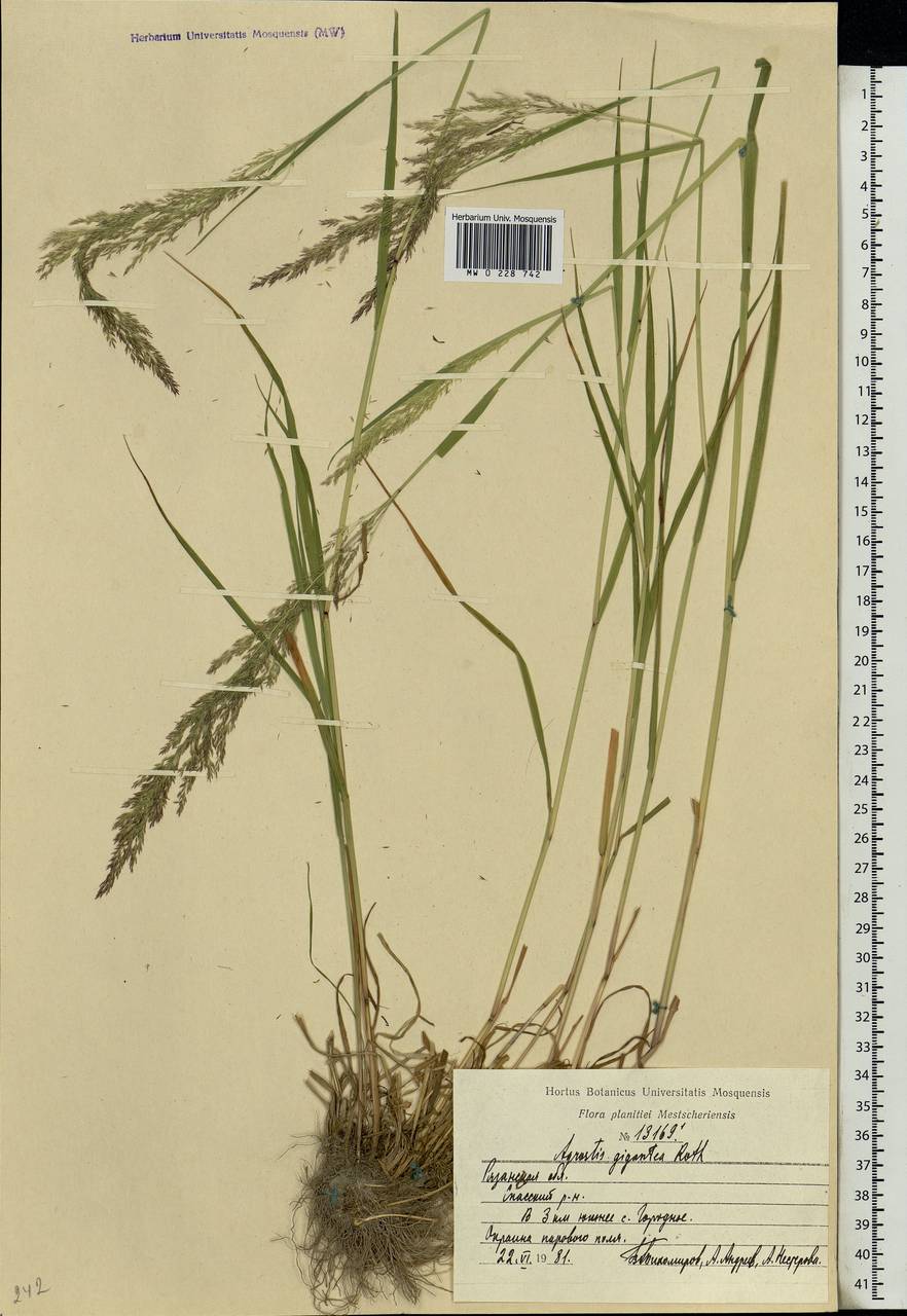 Agrostis gigantea Roth, Eastern Europe, Central region (E4) (Russia)