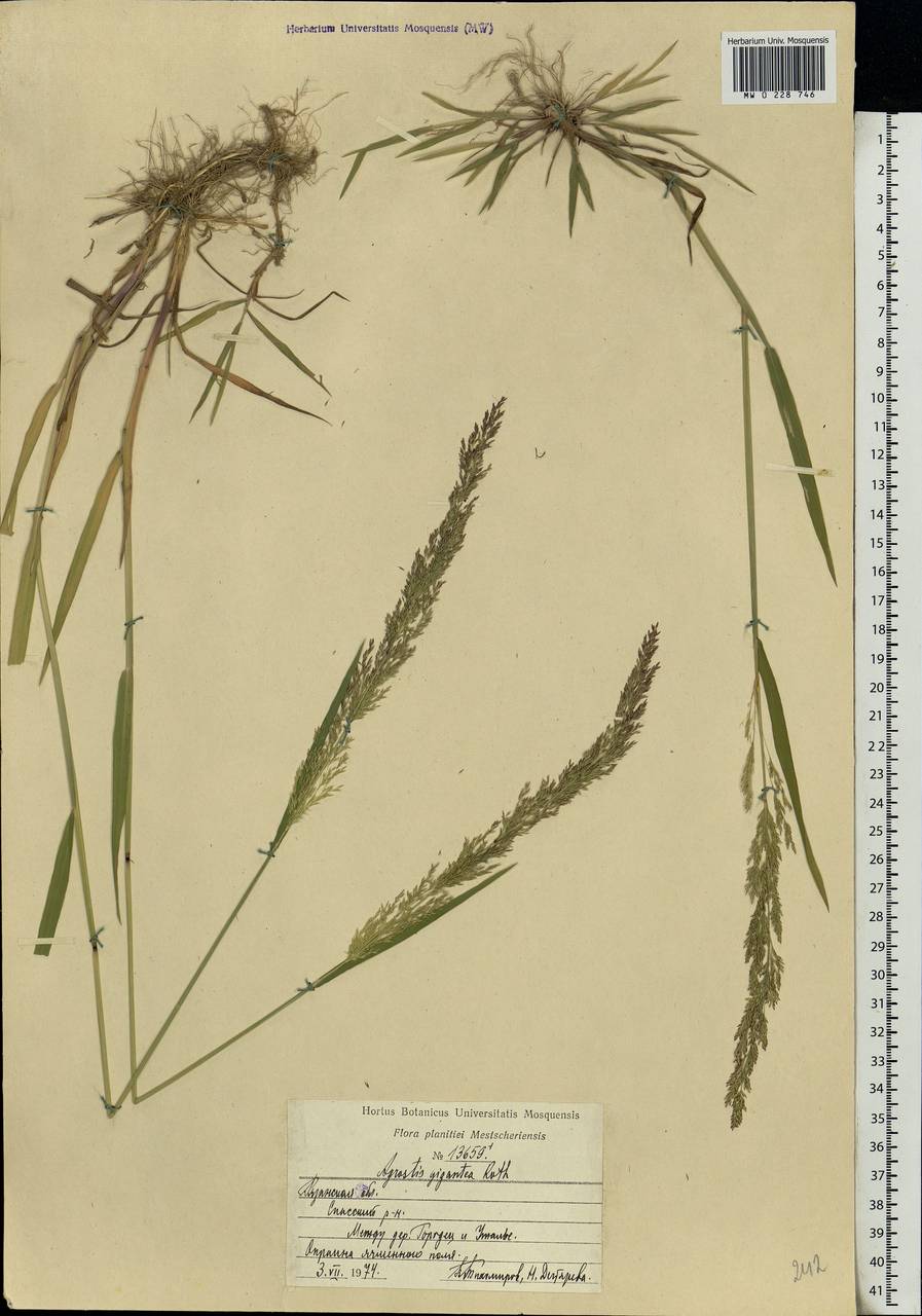 Agrostis gigantea Roth, Eastern Europe, Central region (E4) (Russia)