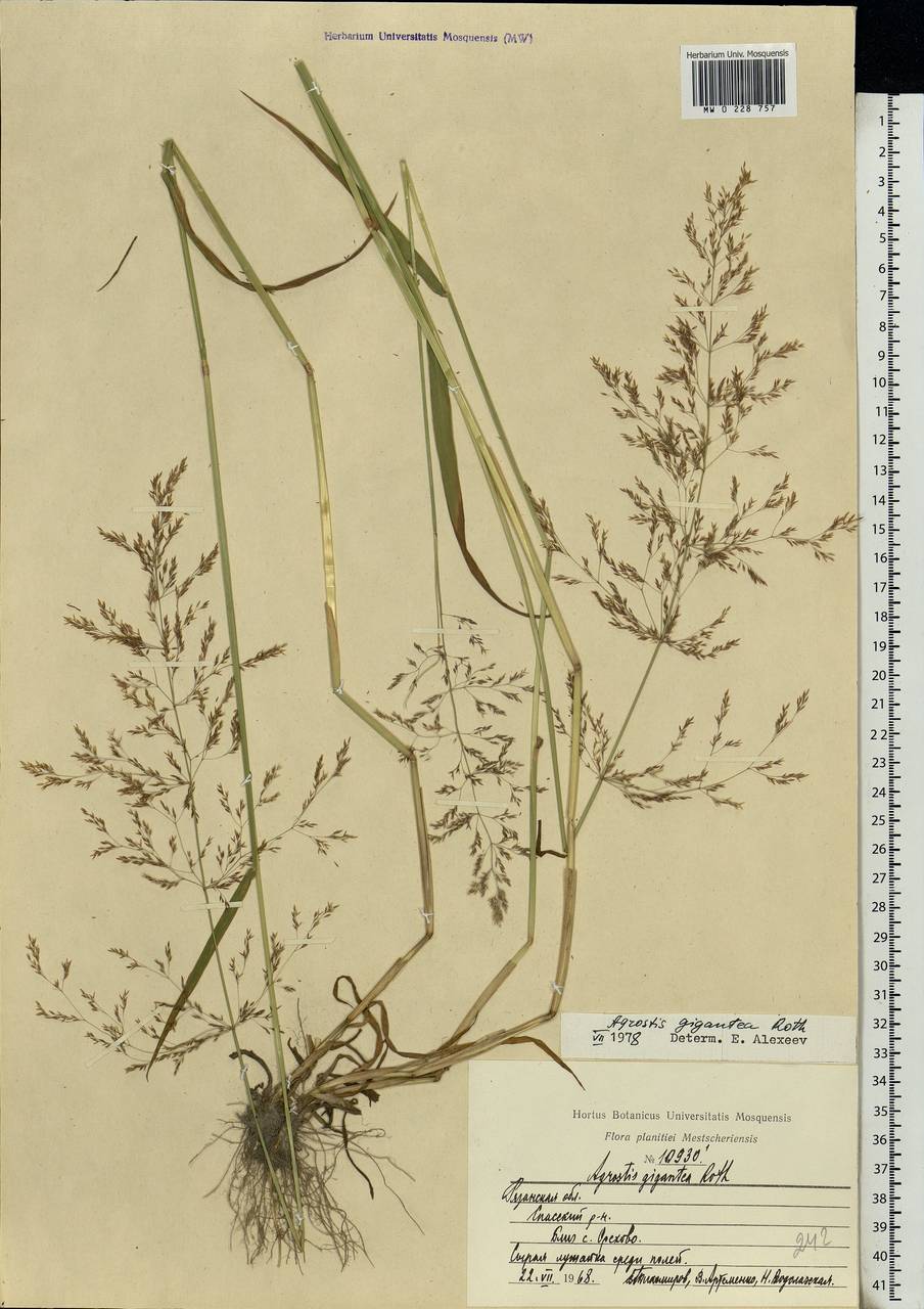 Agrostis gigantea Roth, Eastern Europe, Central region (E4) (Russia)