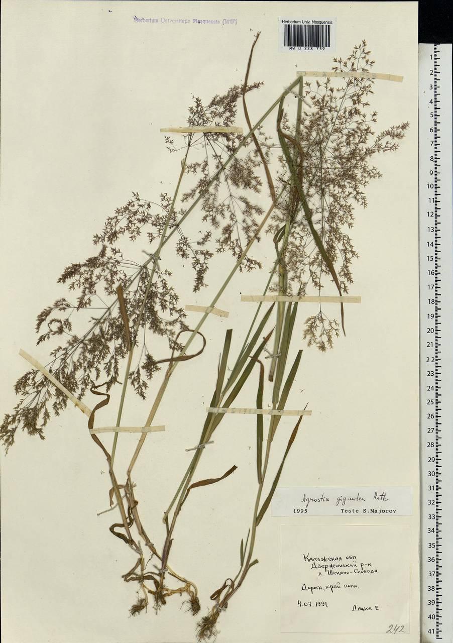 Agrostis gigantea Roth, Eastern Europe, Central region (E4) (Russia)