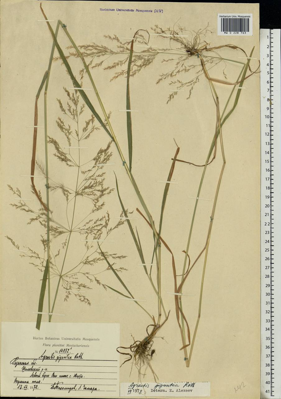 Agrostis gigantea Roth, Eastern Europe, Central region (E4) (Russia)