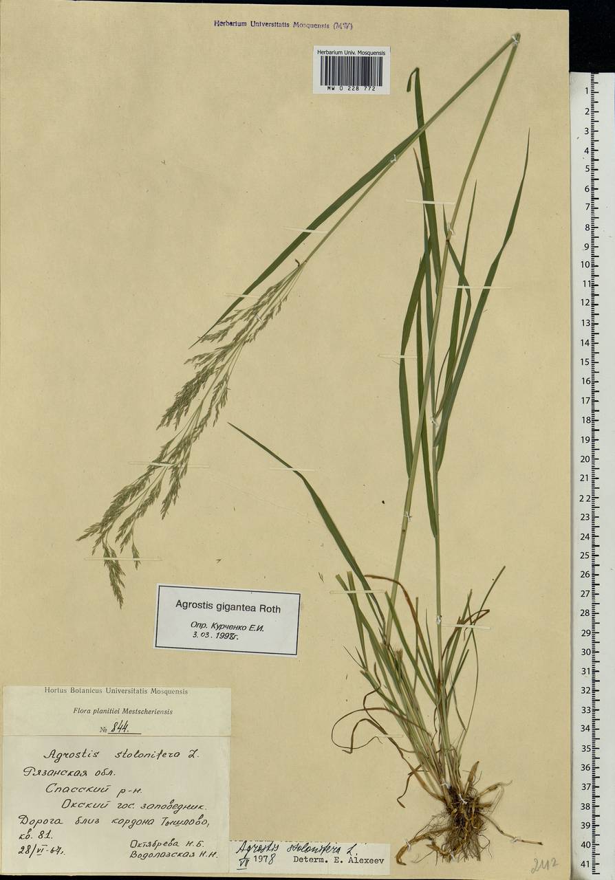 Agrostis gigantea Roth, Eastern Europe, Central region (E4) (Russia)