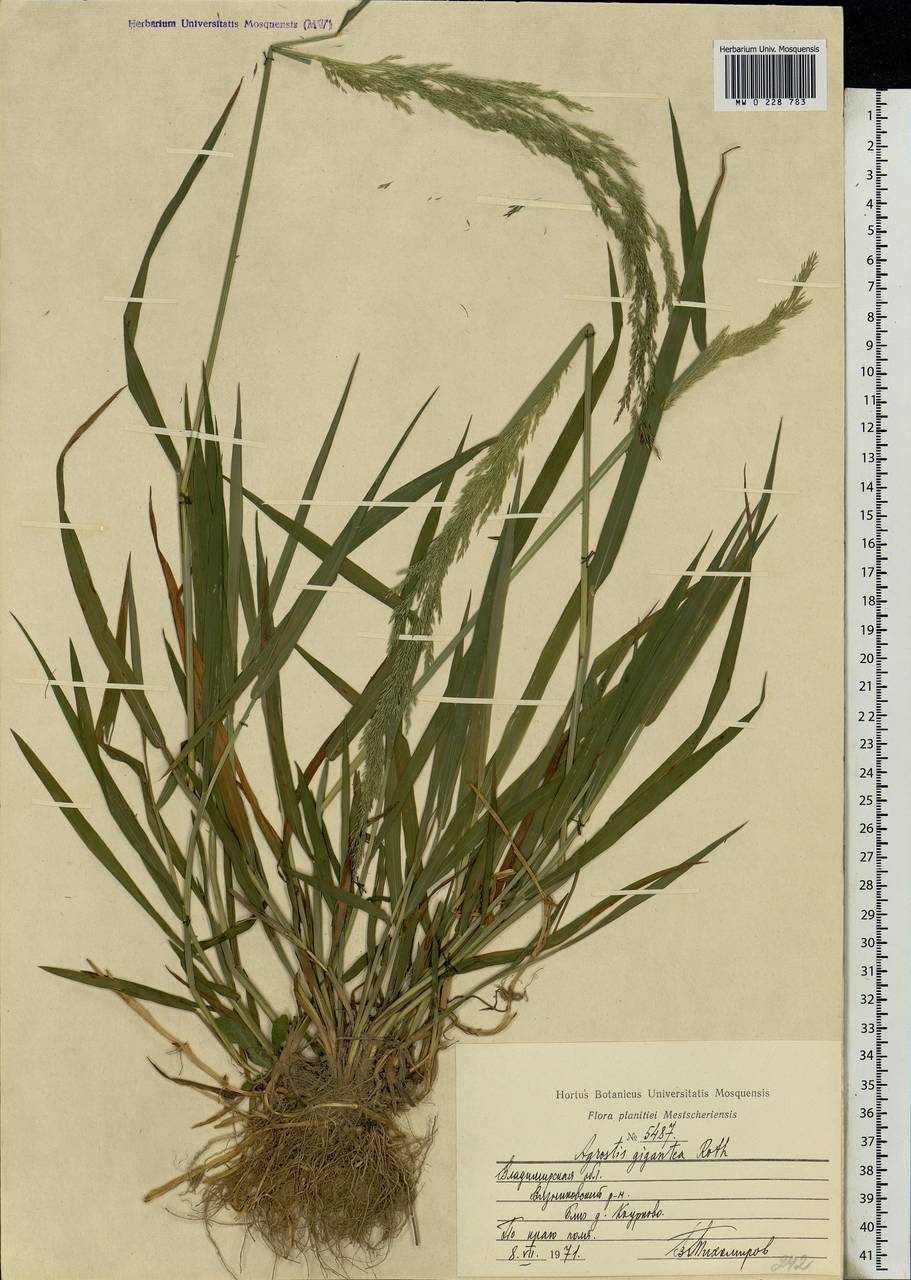 Agrostis gigantea Roth, Eastern Europe, Central region (E4) (Russia)