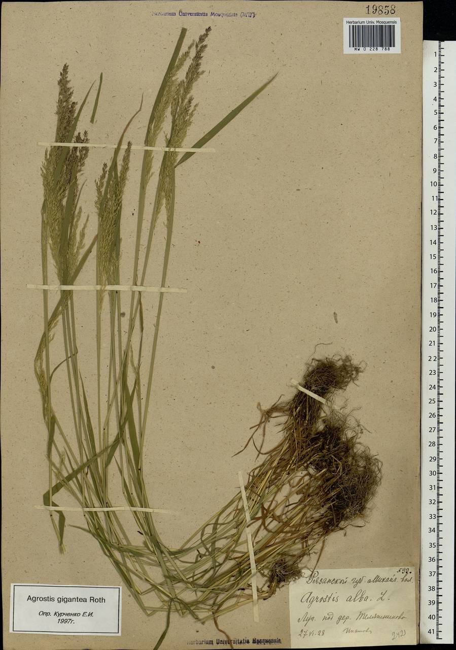 Agrostis gigantea Roth, Eastern Europe, Central region (E4) (Russia)