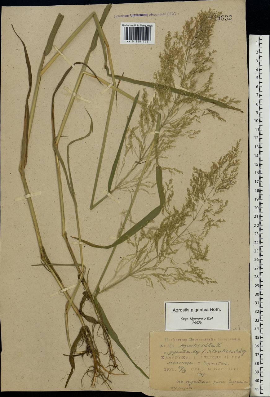 Agrostis gigantea Roth, Eastern Europe, Central region (E4) (Russia)