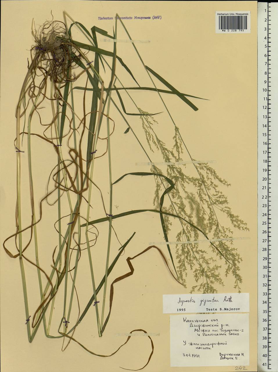 Agrostis gigantea Roth, Eastern Europe, Central region (E4) (Russia)