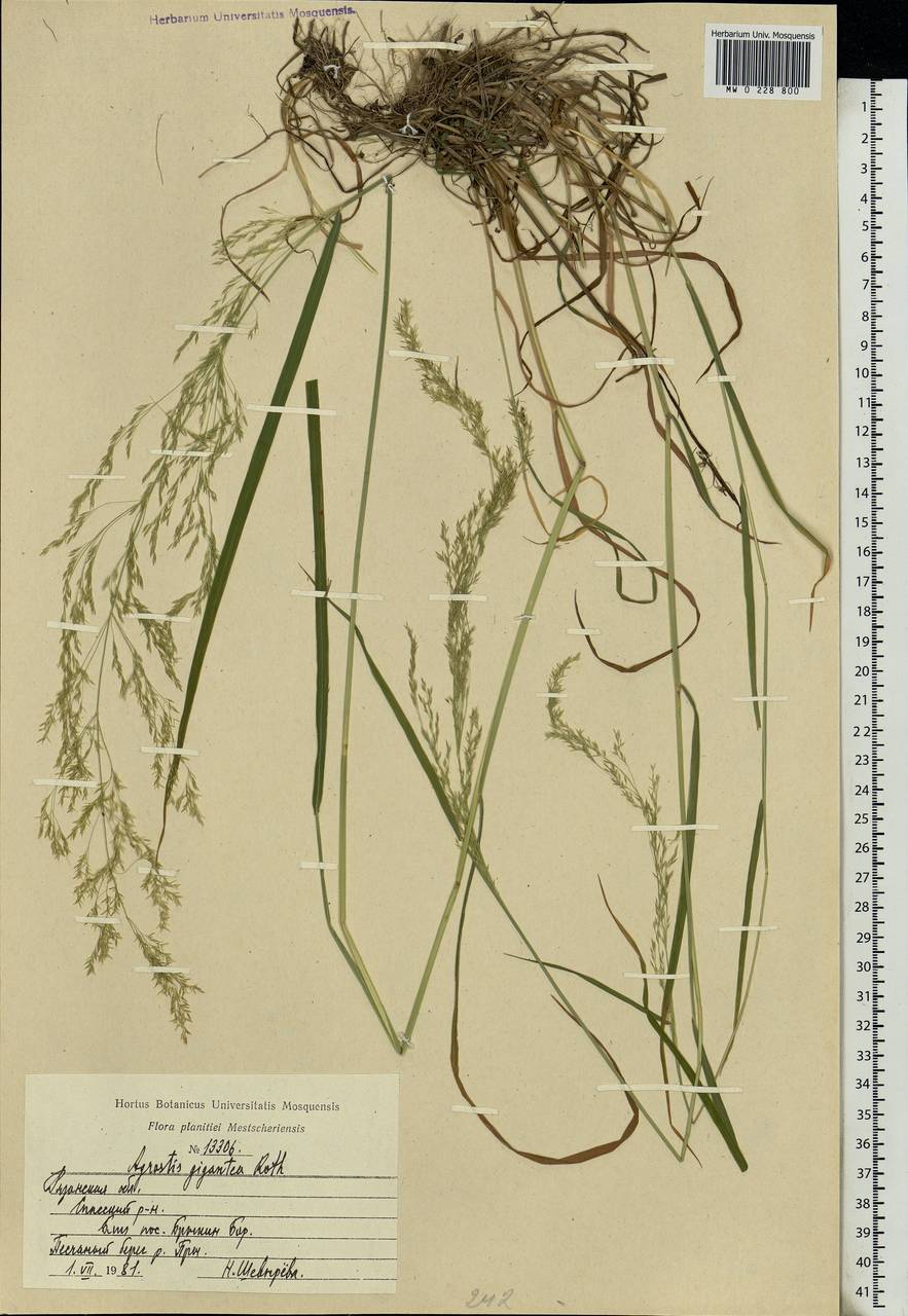 Agrostis gigantea Roth, Eastern Europe, Central region (E4) (Russia)