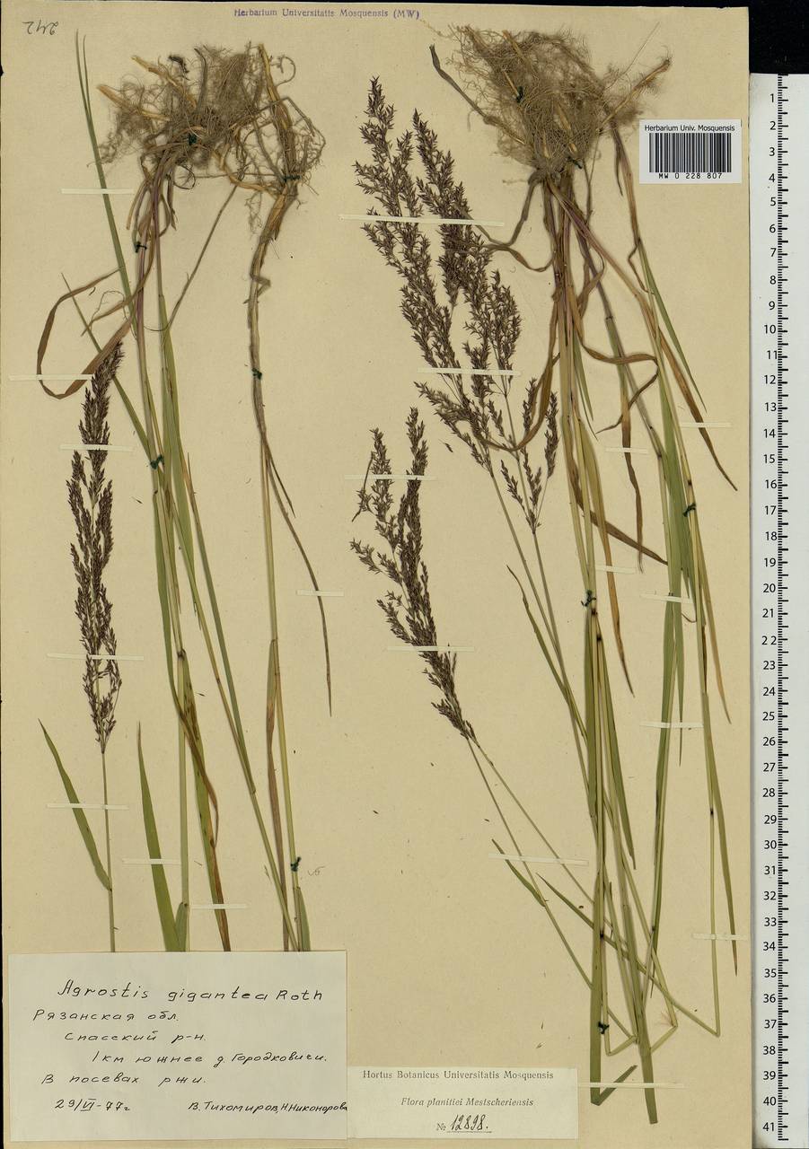 Agrostis gigantea Roth, Eastern Europe, Central region (E4) (Russia)