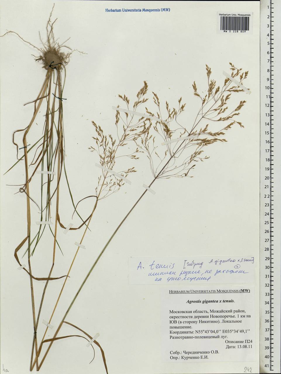 Agrostis gigantea Roth, Eastern Europe, Moscow region (E4a) (Russia)