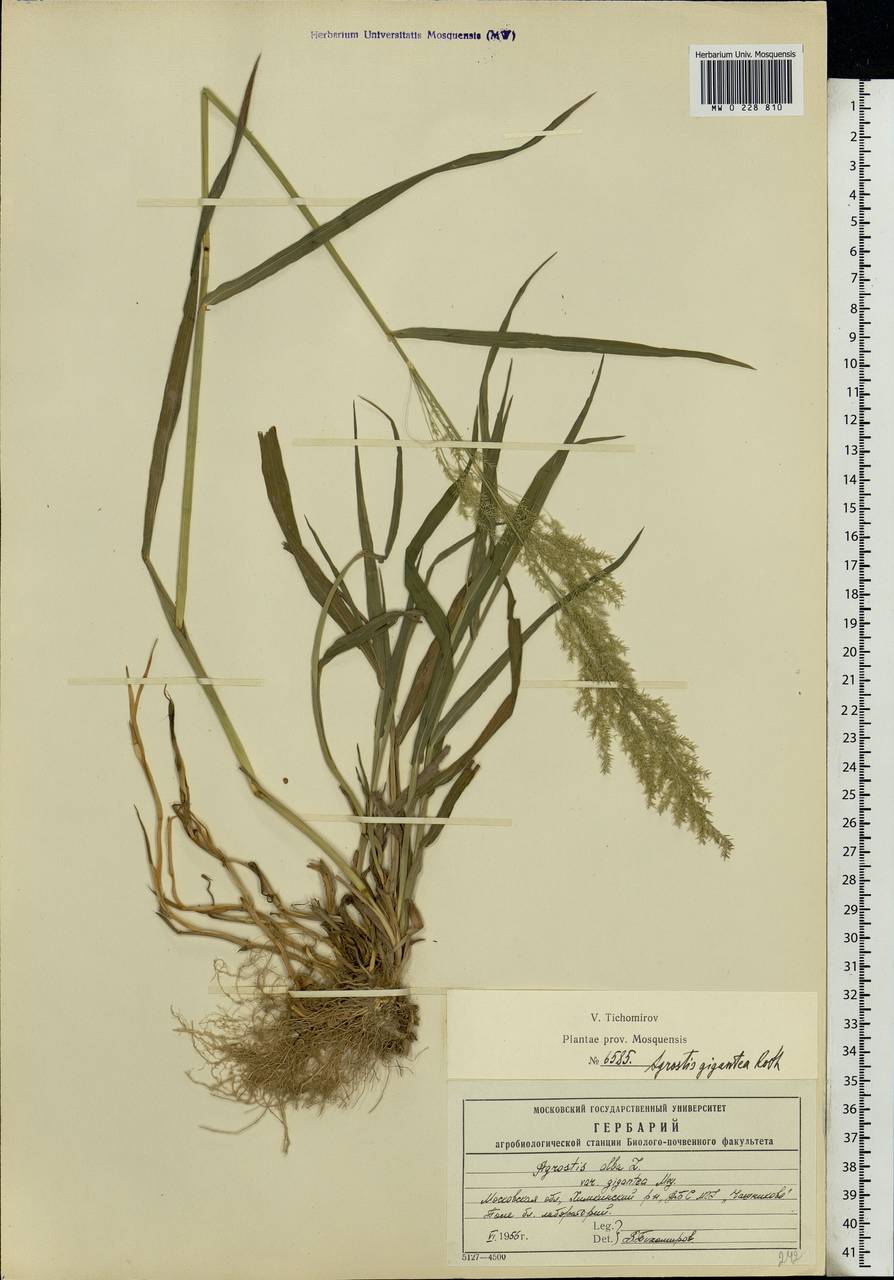 Agrostis gigantea Roth, Eastern Europe, Moscow region (E4a) (Russia)