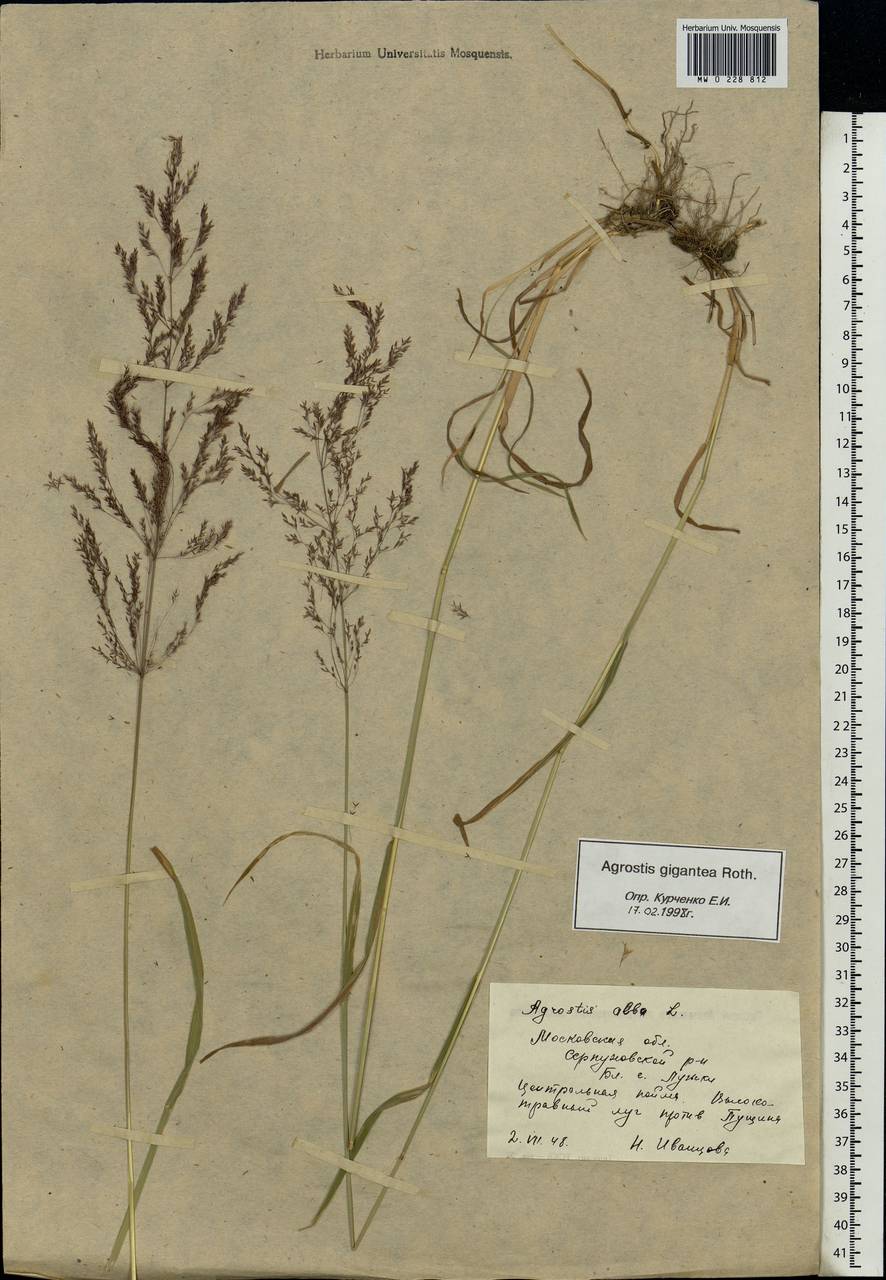 Agrostis gigantea Roth, Eastern Europe, Moscow region (E4a) (Russia)