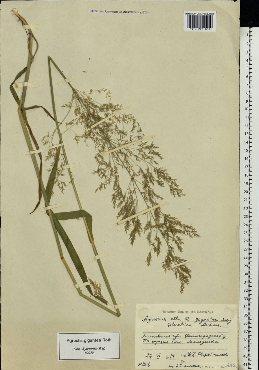 Agrostis gigantea Roth, Eastern Europe, Moscow region (E4a) (Russia)